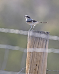 Loggerhead Shrike3565